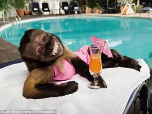 Φωτογραφία για Η μαϊμού που αμοίβεται με... 15.000 ευρώ