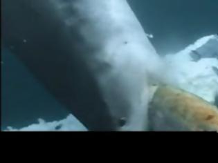 Φωτογραφία για ΣΟΚΑΡΙΣΤΙΚΟ VIDEO : Λευκοί Καρχαρίες τρώνε ζωντανή μία φάλαινα ! (vid)
