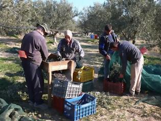 Φωτογραφία για Έλεγχος για τη διαχείριση ενισχύσεων του ΕΛΓΑ