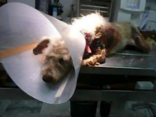 Φωτογραφία για Βάρβαροι βασάνισαν σκύλο σέρνοντάς τον στην άσφαλτο