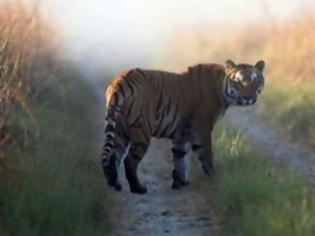 Φωτογραφία για Το βιάγκρα σώζει τις τίγρεις