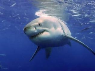 Φωτογραφία για Θα σκοτώνουν τους καρχαρίες που πλησιάζουν στην ακτή
