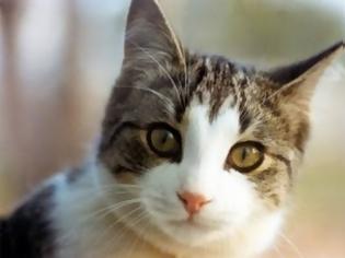 Φωτογραφία για Γάτα χάθηκε στο Κολοράντο και πέντε χρόνια μετά βρέθηκε στο Μανχάταν