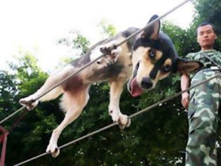 Φωτογραφία για Σκυλιά-διασώστες περπατούν σε τεντωμένο σχοινί!