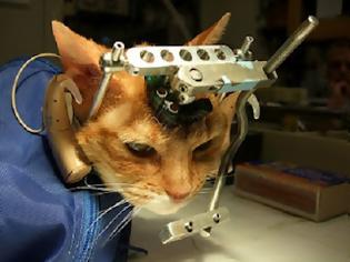 Φωτογραφία για Βασανισμός και δολοφονία γάτας σε πείραμα με στόχο το κέρδος