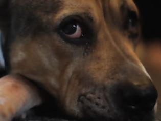 Φωτογραφία για Συγκινητική ιστορία: Ταινία για τον σκύλο που έσωσε το αφεντικό του από τα ναρκωτικά πριν πεθάνει