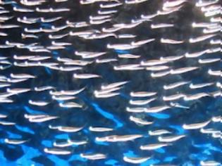 Φωτογραφία για Η κλιματική αλλαγή... μικραίνει τα ψάρια
