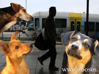 Φωτογραφία για Θα επιτρέπονται στους συρμούς των τρένων για επιβάτες τα ζώα συντροφιάς