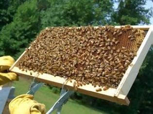 Φωτογραφία για Εγκρίθηκε πρόγραμμα 360.000 ευρώ στη μελισσοκομία