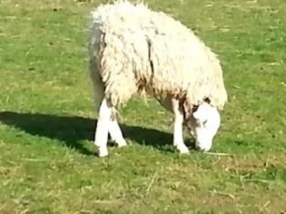 Φωτογραφία για Πρόβατο γεννήθηκε με το κεφάλι... ανάποδα! [video]
