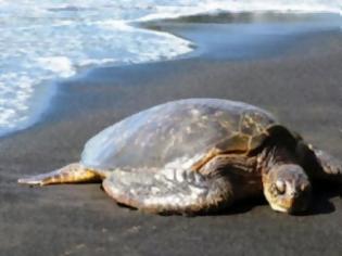 Φωτογραφία για Αίγιο: Νεκρή εκβράστηκε χελώνα καρέτα - καρέτα