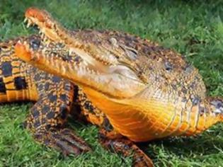 Φωτογραφία για Kροκόδειλος έγινε πορτοκαλί όταν έφαγε ένα φίλτρο νερού