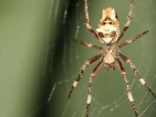 Φωτογραφία για Το δηλητήριο της αράχνης αντικαθιστά το Viagra