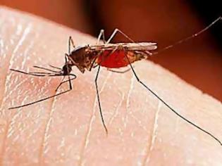 Φωτογραφία για Κρούσματα ελονοσίας στο νομό Καρδίτσας