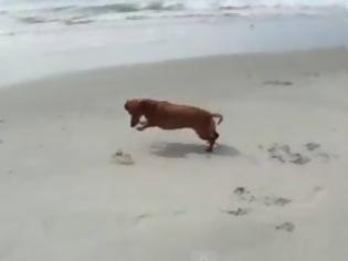 Φωτογραφία για Εκπληκτικό: Δείτε τη... μάχη ενός σκύλου και ενός κάβουρα (video)