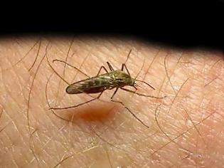 Φωτογραφία για Ενημέρωση για τα κρούσματα ελονοσίας σε μετανάστες στην Καρδίτσα