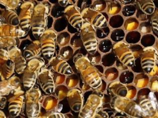 Φωτογραφία για Μέλισσες εθισμένες στο... junk food παράγουν μέλι σε αποχρώσεις του μπλε