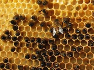 Φωτογραφία για Μέλισσες παράγουν μπλε και πράσινο μέλι