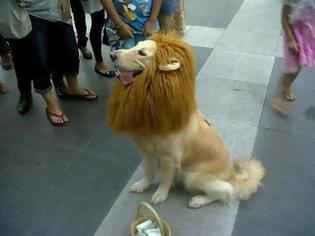 Φωτογραφία για Το λιονταρόσκυλο! Δείτε αυτό το παράξενο ζώο...