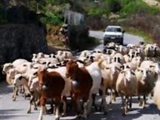 Φωτογραφία για Πήρε τσοπάνη με... προϋπηρεσία