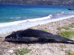 Φωτογραφία για Βιοκαύσιμα από νεκρή φάλαινα