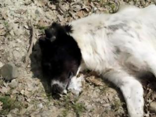 Φωτογραφία για Απίστευτη κτηνωδία – Πυροβόλησαν εξ επαφής σκυλάκι με καραμπίνα