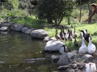 Φωτογραφία για Οι πάπιες που… δεν είχαν ξαναδεί νερό (Video)