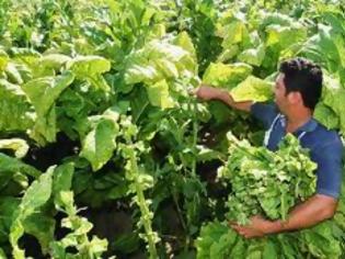 Φωτογραφία για Αναγνώστης αμφισβητεί τον όρο τεμπέληδες Έλληνες