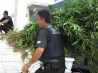 Φωτογραφία για Απότακτος αστυνομικός καλλιεργούσε χασίς στο σπίτι του