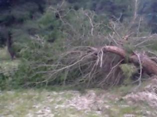 Φωτογραφία για ΣΥΡΙΖΑ: Παράνομη εντολή υλοτόμησης στη ΒΑ Χαλκιδική