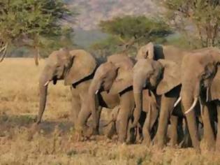 Φωτογραφία για «Κλιματισμός» για ελέφαντες