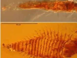 Φωτογραφία για Επιστήμονες βρήκαν σε κεχριμπάρι το αρχαιότερο έντομο