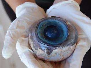 Φωτογραφία για Τρέλανε τους επιστήμονες αυτό το γιγάντιο μάτι που ξεβράστηκε σε παραλία της Φλόριντα!