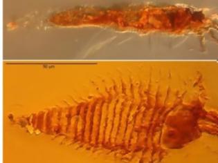 Φωτογραφία για ΑΠΙΣΤΕΥΤΟ: Επιστήμονες βρήκαν σε κεχριμπάρι το αρχαιότερο έντομο