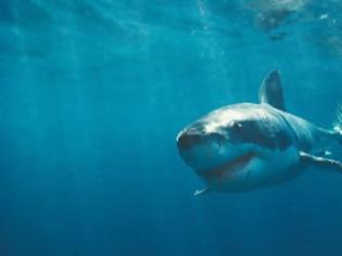 Φωτογραφία για Ο καρχαρίας ταύρος έχει τα πιο δυνατά σαγόνια