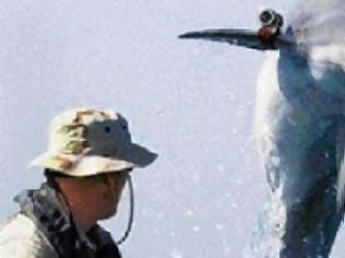 Φωτογραφία για Δελφίνια-στρατιώτες και θάλασσιοι ελέφαντες ...Seals!