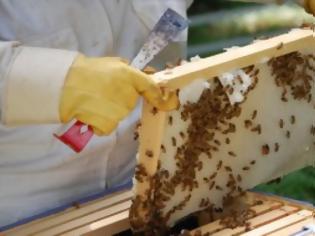 Φωτογραφία για Εντομοκτόνο για τους φοίνικες σκότωσε τις μέλισσες
