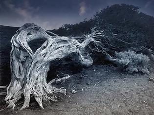 Φωτογραφία για Τα πιο τρομακτικά δέντρα του κόσμου