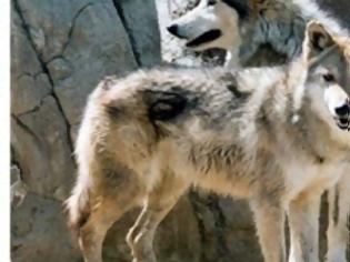 Φωτογραφία για Επίθεση αγέλης λύκων σε κοπάδι στη Διάβα Καλαμπάκας