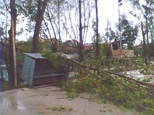 Φωτογραφία για Ζημιές από λεύκες στο Ελαιόφυτο