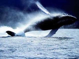 Φωτογραφία για Απίστευτο: Φάλαινα βουλιάζει κότερο [video]