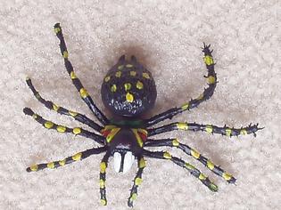 Φωτογραφία για 10 πράγματα που δεν ξέρετε για τις αράχνες!