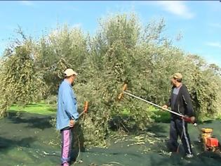 Φωτογραφία για Από Δευτέρα οι επιδοτήσεις ελαιολάδου