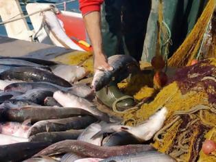 Φωτογραφία για Γέμισε ψάρια ο Αμβρακικός - Έσκισε τα δίχτυα απλήρωτος εργάτης