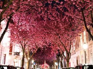 Φωτογραφία για Ο υπέροχος δρόμος με τις κερασιές!