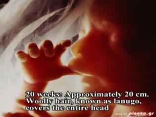 Φωτογραφία για ΦΩΤΟ: Οι πρώτες 26 εβδομάδες ζωής του εμβρύου