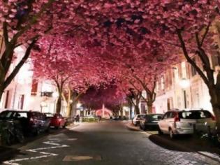 Φωτογραφία για ΦΩΤΟ: Ο υπέροχος δρόμος με τις κερασιές!