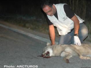 Φωτογραφία για Νέο τροχαίο με θύμα νεαρή λύκαινα