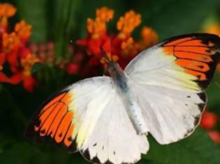 Φωτογραφία για Η πεταλούδα με τα δηλητηριώδη φτερά