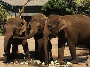 Φωτογραφία για Μια υπάλληλος Ζωολογικού Κήπου στην Αυστραλία πήγε στην εντατική, έπειτα από επίθεση ελέφαντα